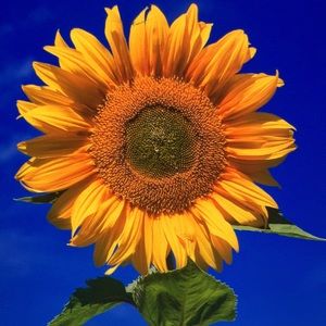 Meet your Posher, Mckinley